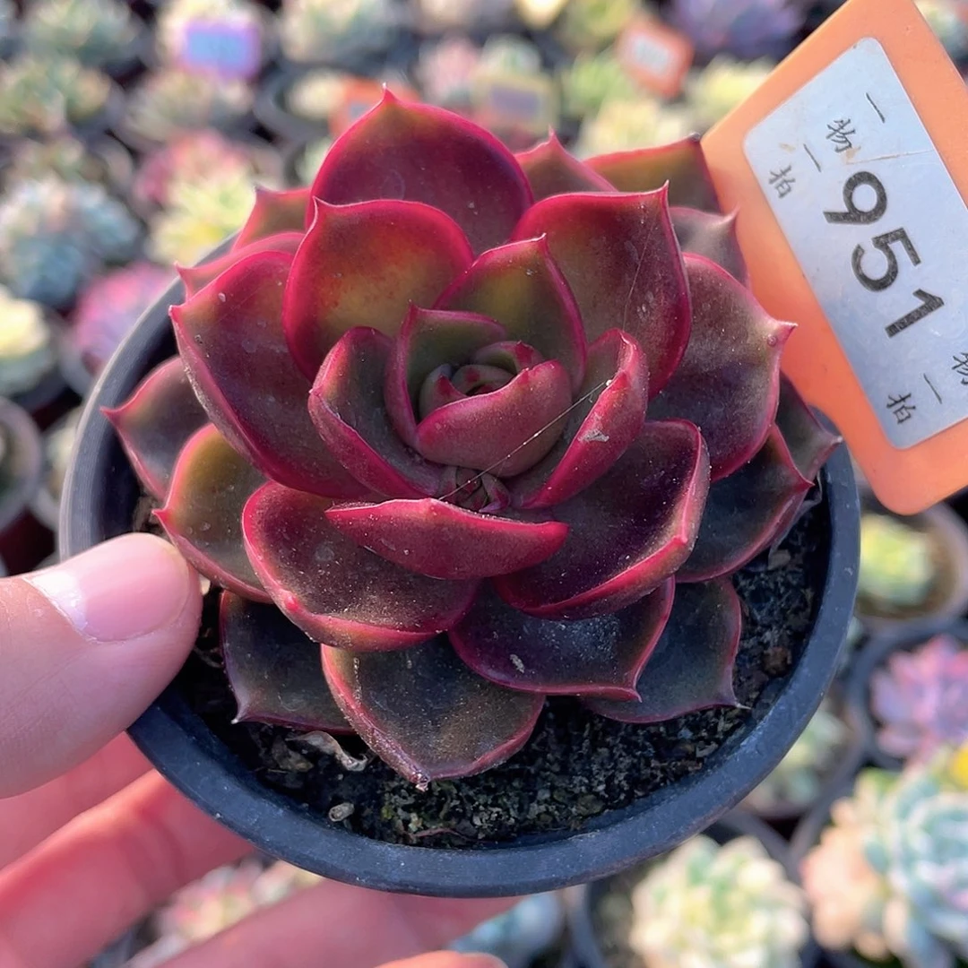 红灯951号多肉植物