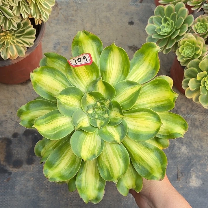 暴君宽锦109多肉植物