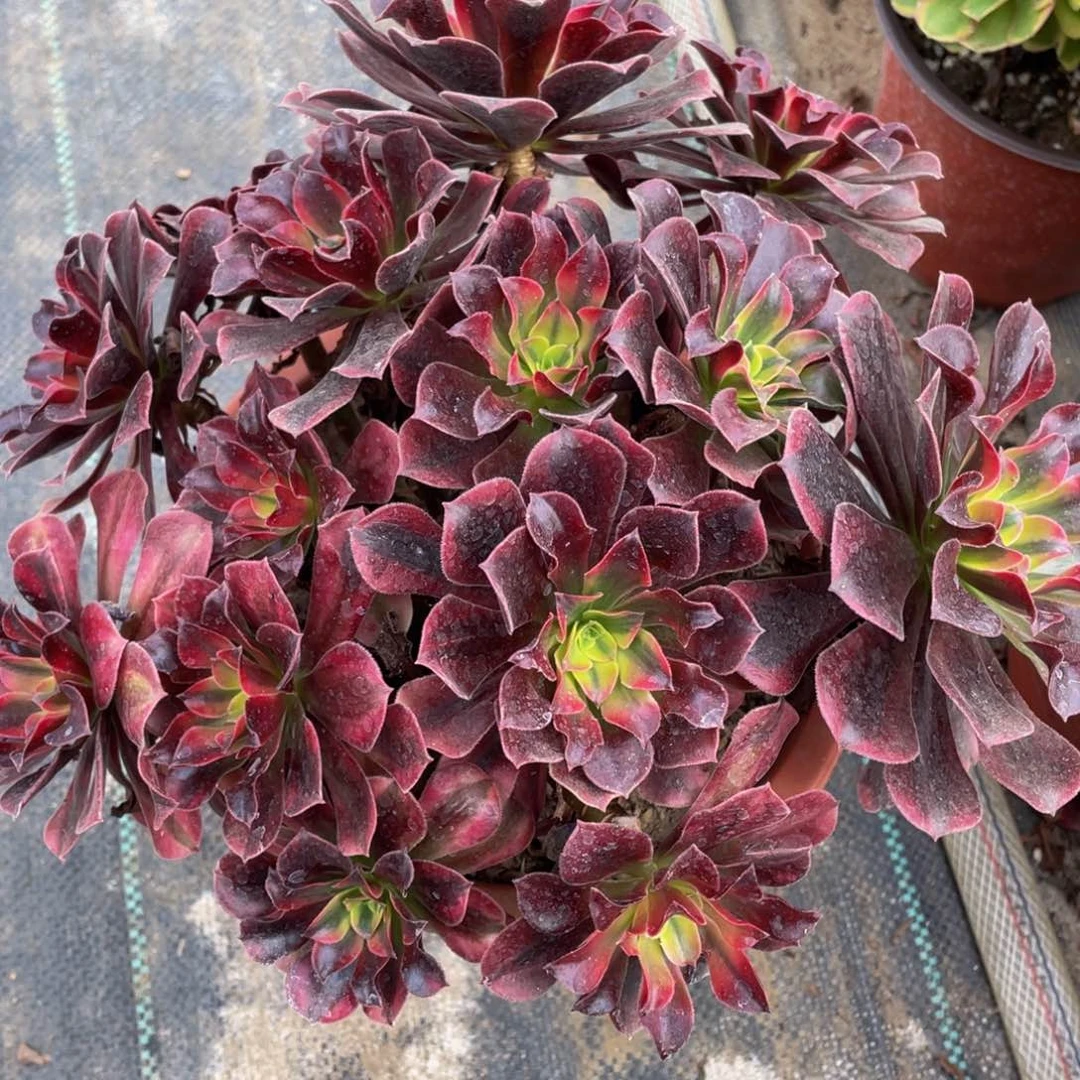 399美杜莎绣球精品法师老桩