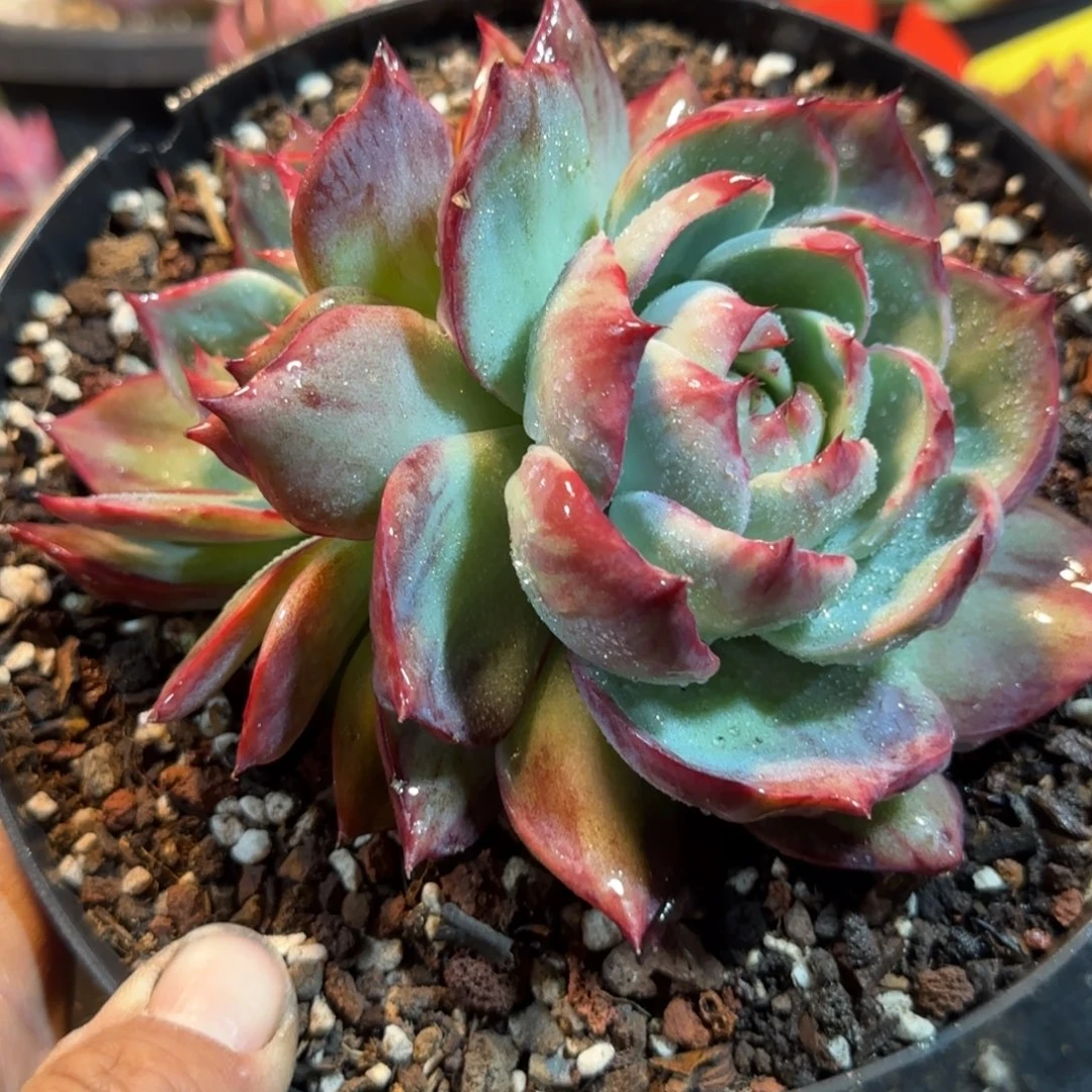 存***姐惊鸿一物一拍包装收缩花旱975