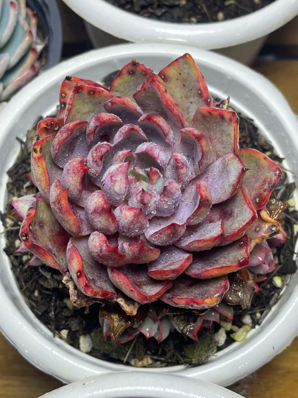 全场满15包邮 赫拉老桩手捧多肉植物，脱土发货