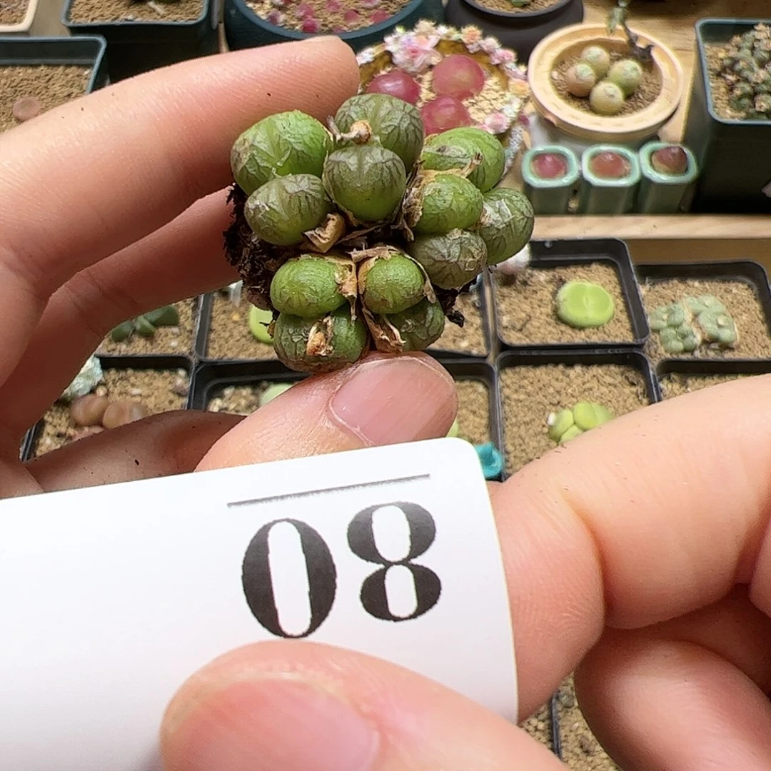 【闪购商品】80 秒