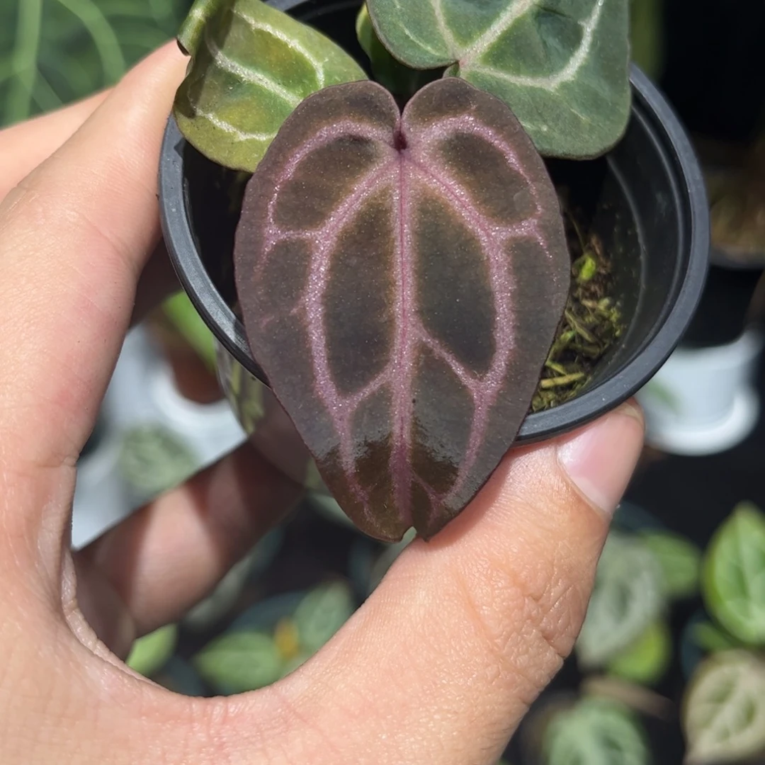 不开花植物优选紫水晶