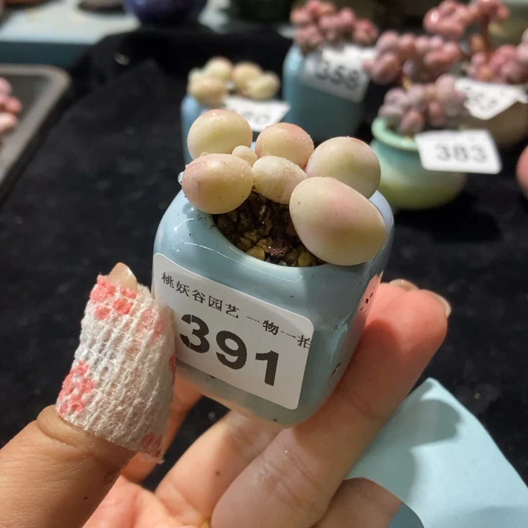 391水光针奶酪带盆土