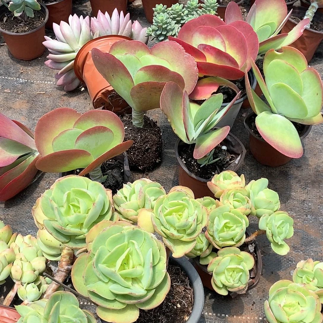 余****4颗碧桃6颗唐印，1颗黄中锦，1颗桃花源1颗碳格