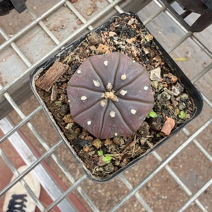 实生紫皮兜3仙人球