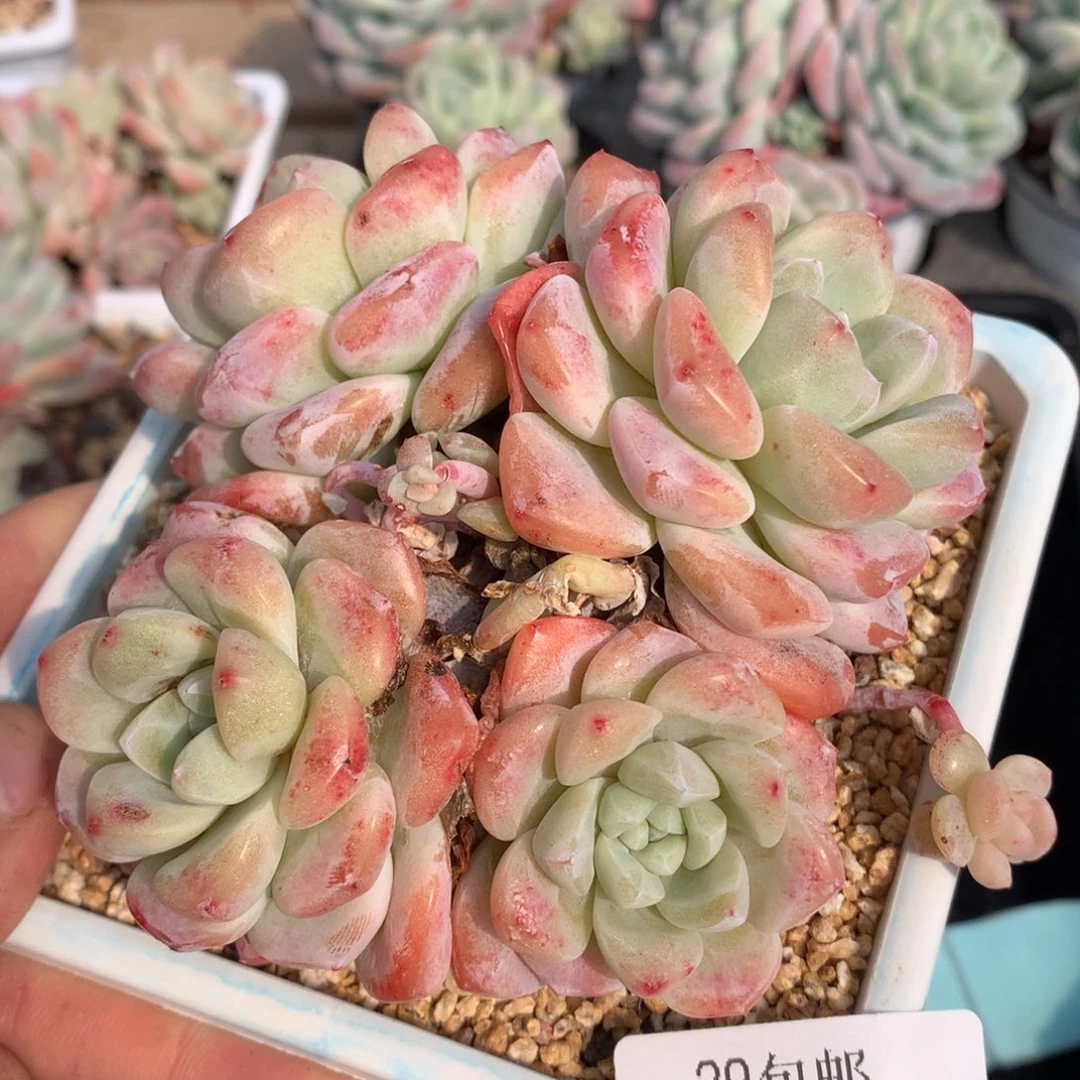 0222-63 冰玉优选