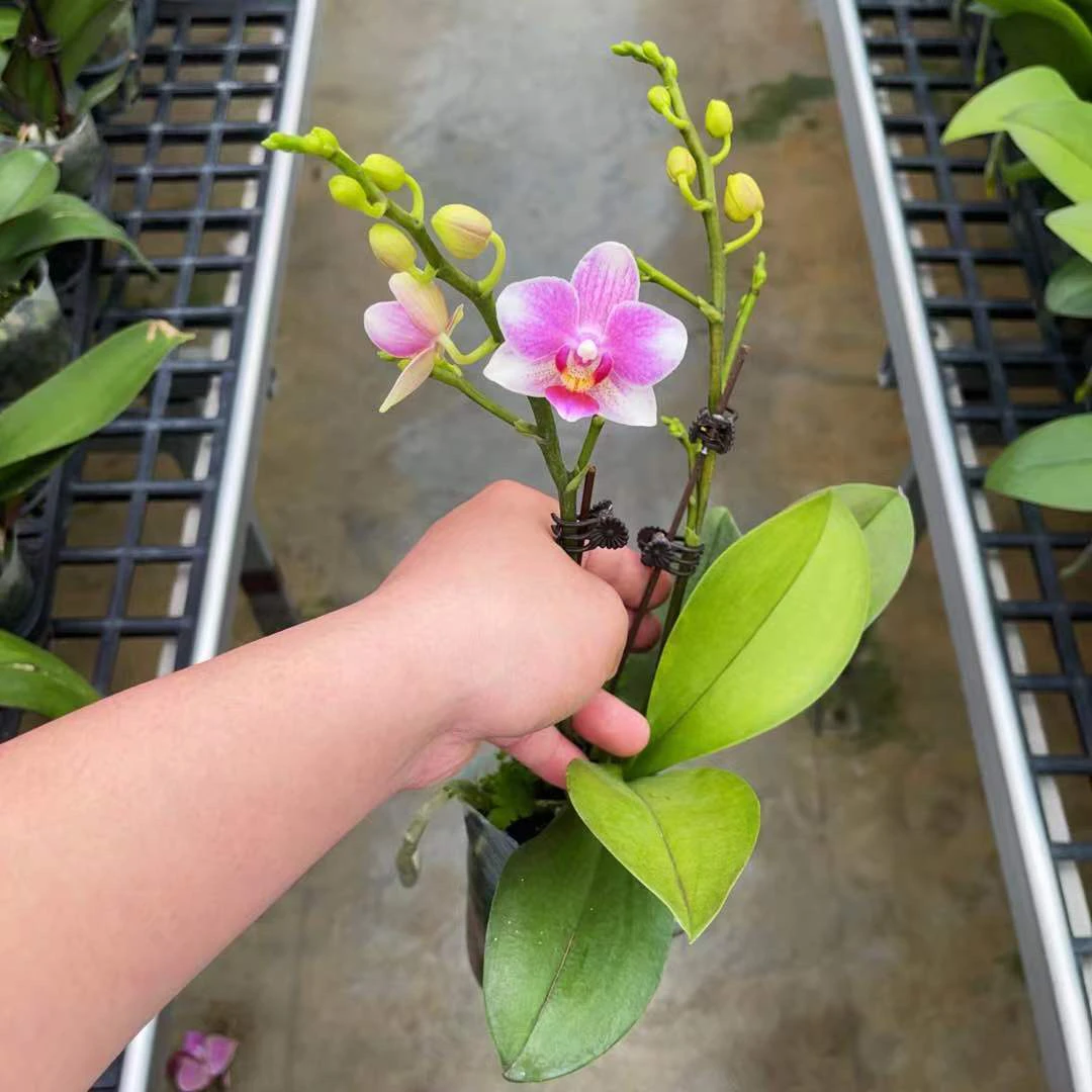 《糯米丸子》蝴蝶兰夏花清香型桌面盆栽兰花