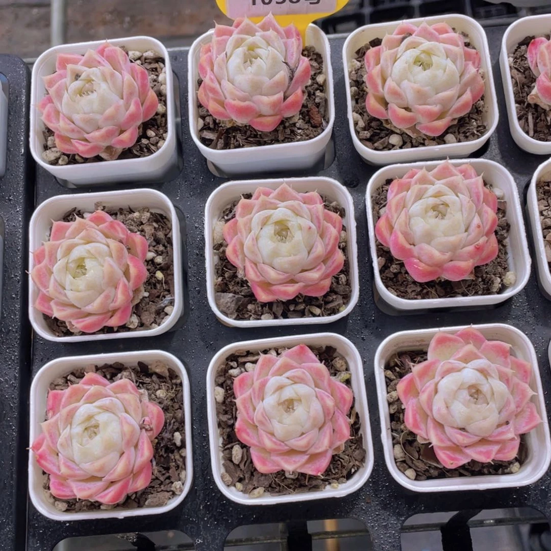 1038号 奶油蜜桃女王单头两个