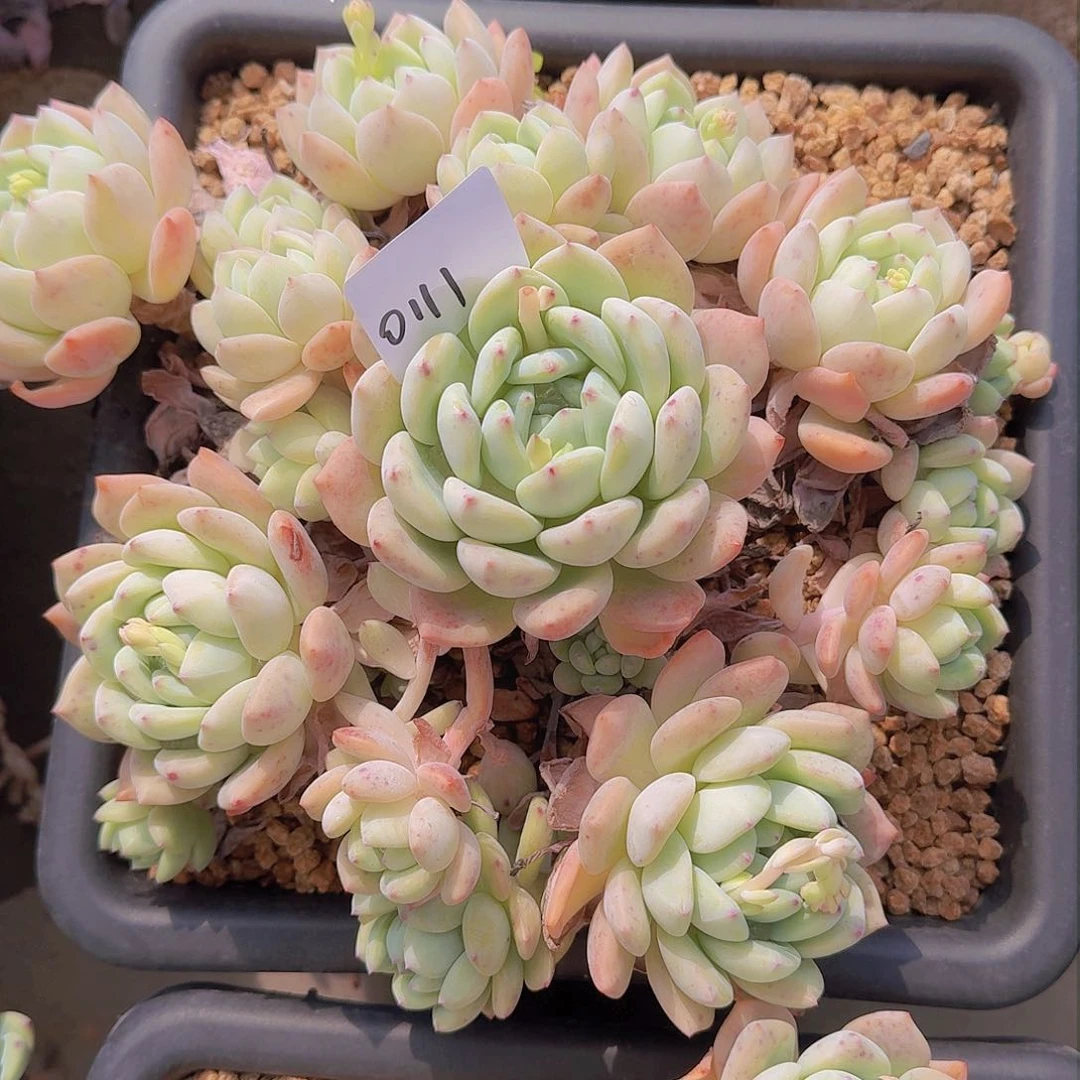 云*0111望酥多肉植物