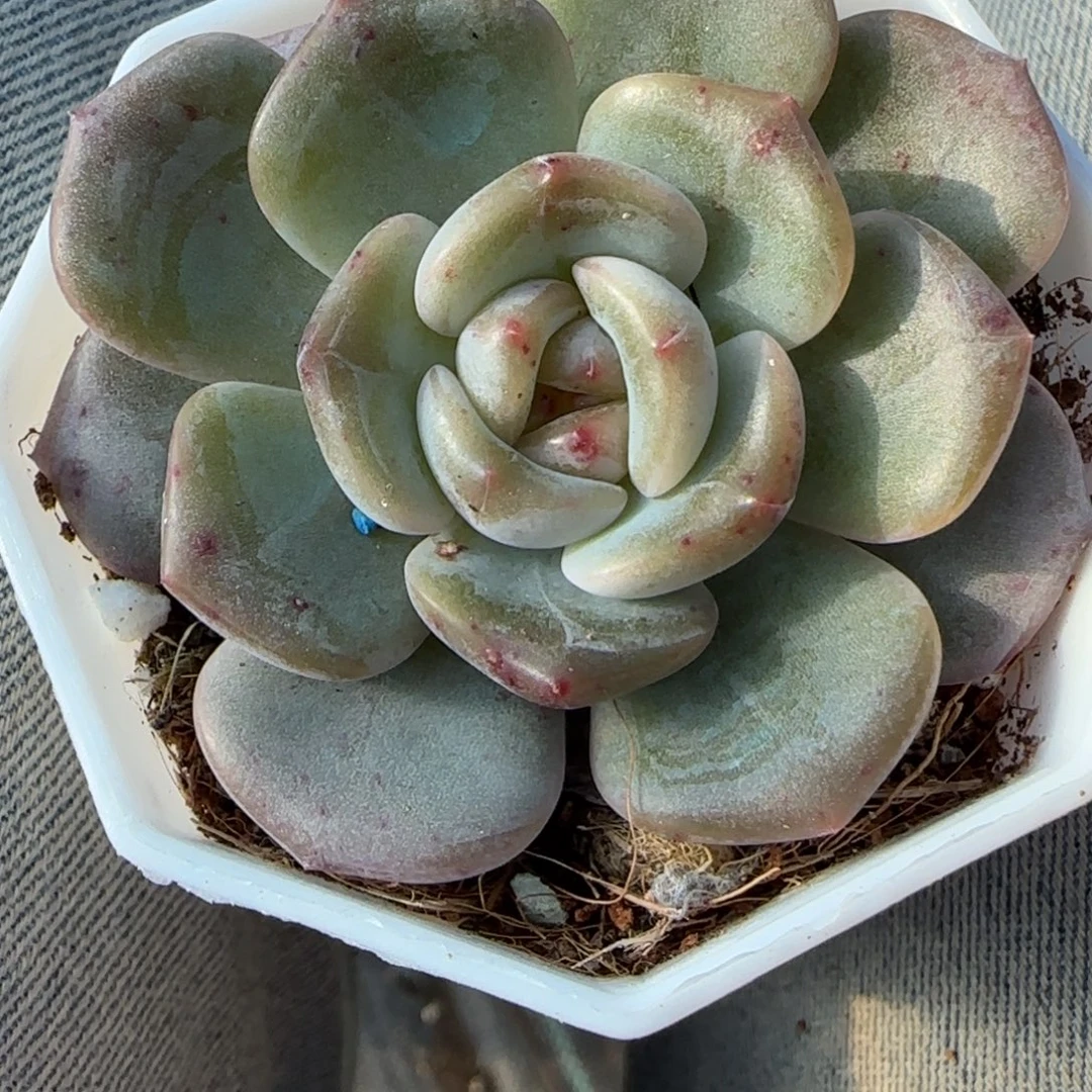 小卡拉米糖心一物一拍