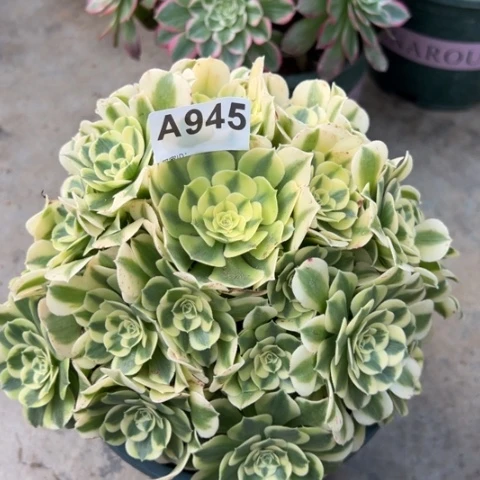 945绿豆沙20厘米左右