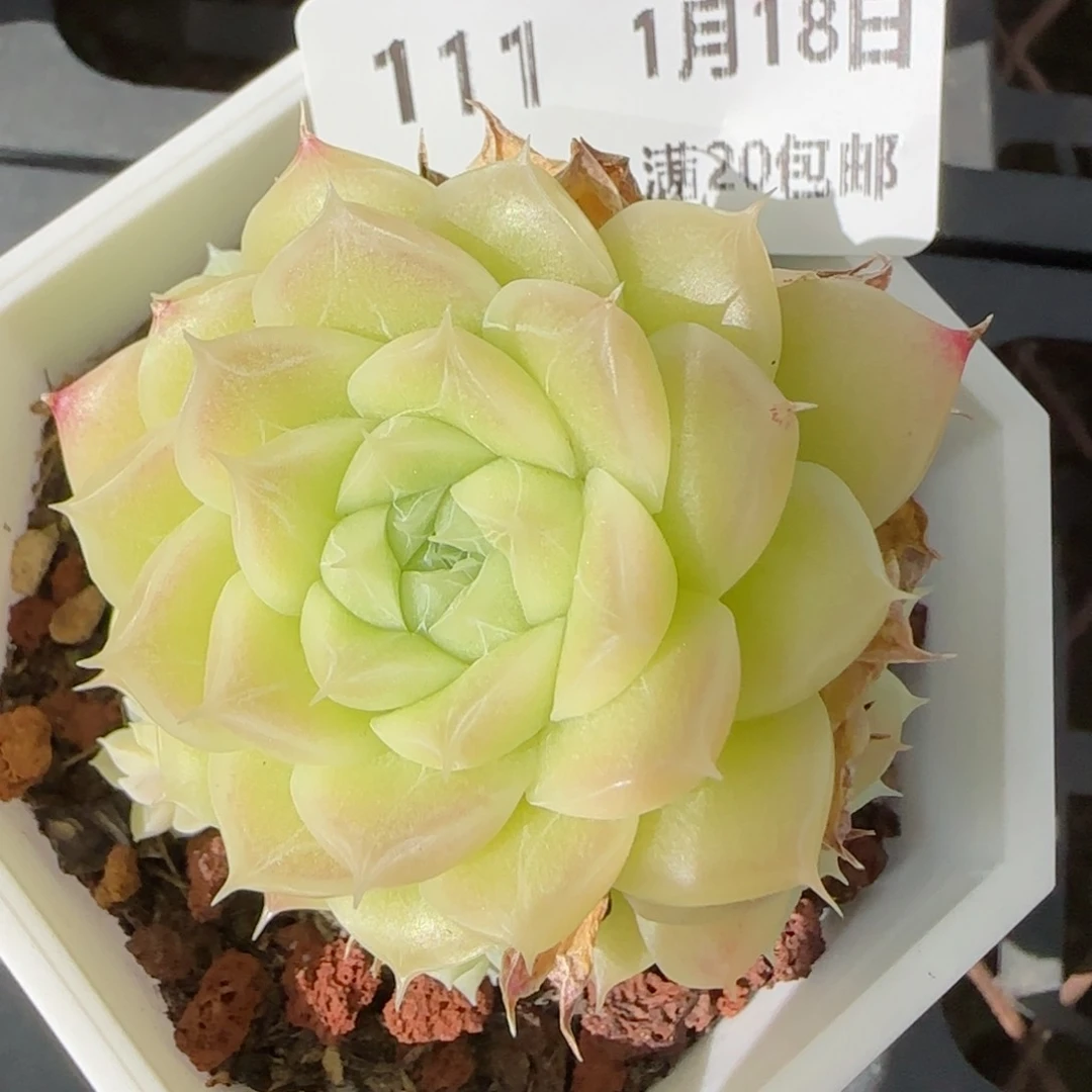 花语逸镜0118-111