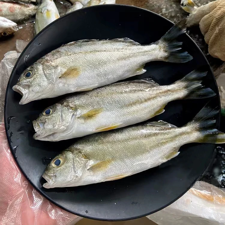 野生海捕巴利鱼 丁公鱼 天然野生海捕 鲜活速冻煮汤好鱼 顺丰发货
