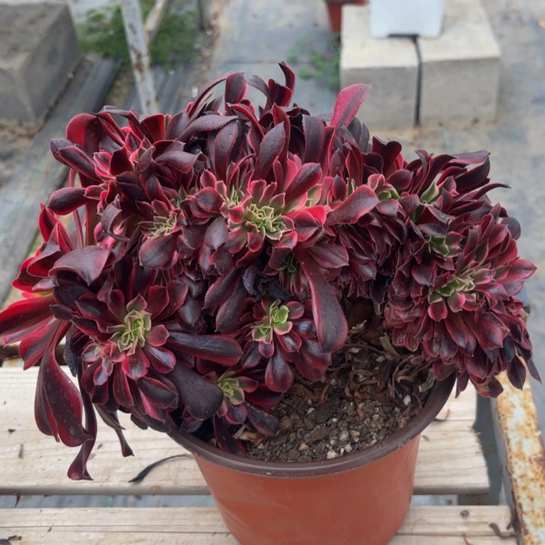 美杜莎066号法师法师