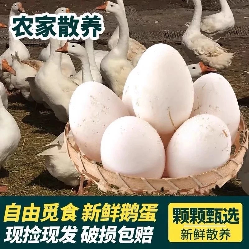 【10枚】农家散养鹅蛋新鲜正宗鹅蛋 破损包赔现捡现发单个100-120g