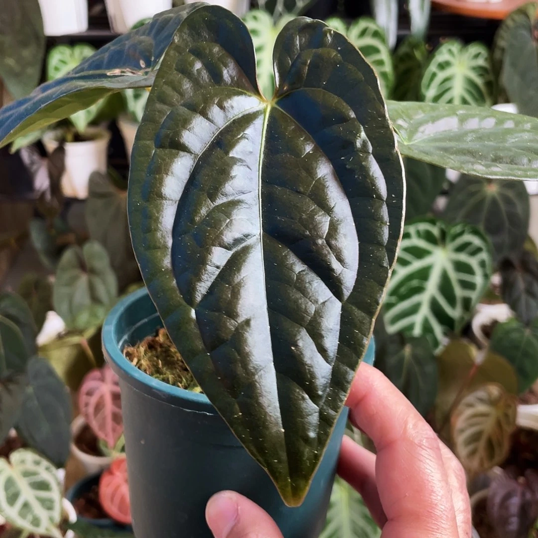 完全开放暗夜巴拿马杂奢华