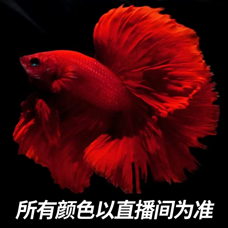 第八板（169-192）泰国斗鱼精品半月 婚纱 将军小型热带观赏鱼