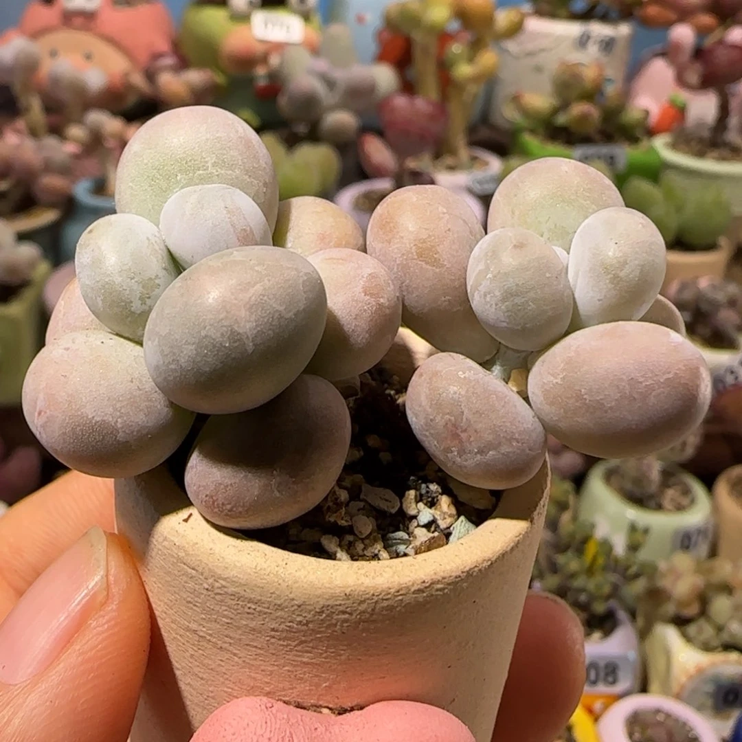 T蛋黄奶盆口2.5cm