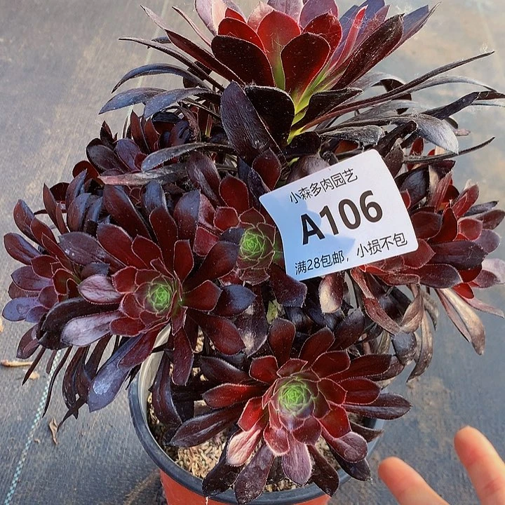 106魔法多肉88888