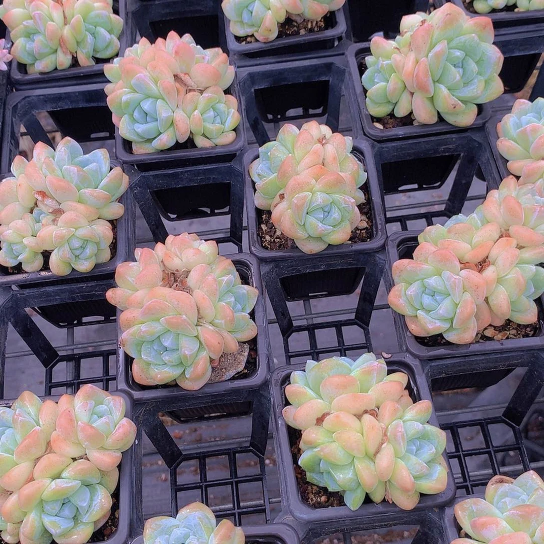 冰玉多头群3457888999