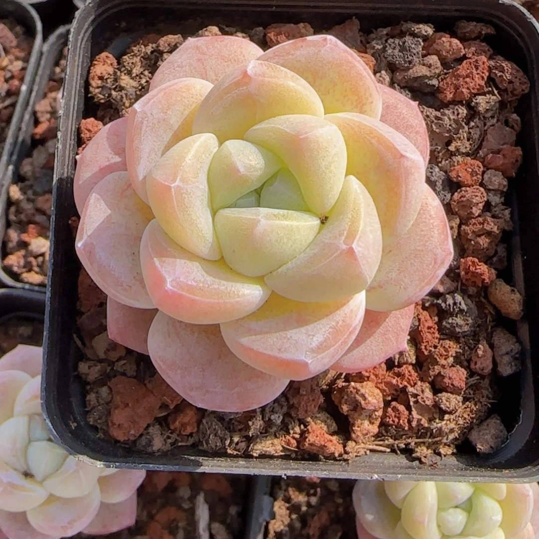 种***搁珍妮体黄心精冰玉