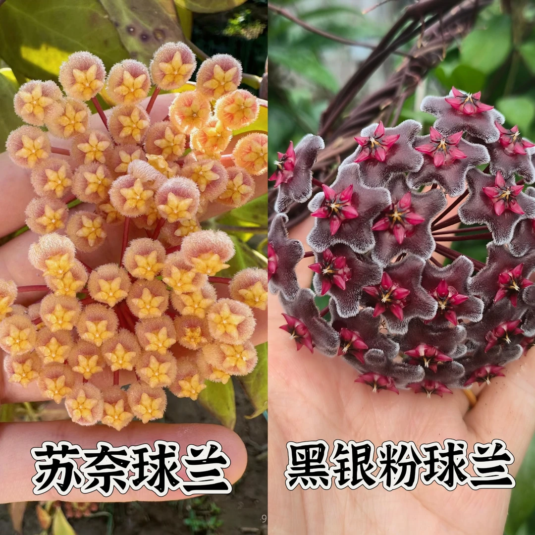 【苏奈+黑银粉球兰】球兰经典组合阳台可选垂吊爬藤基地直发