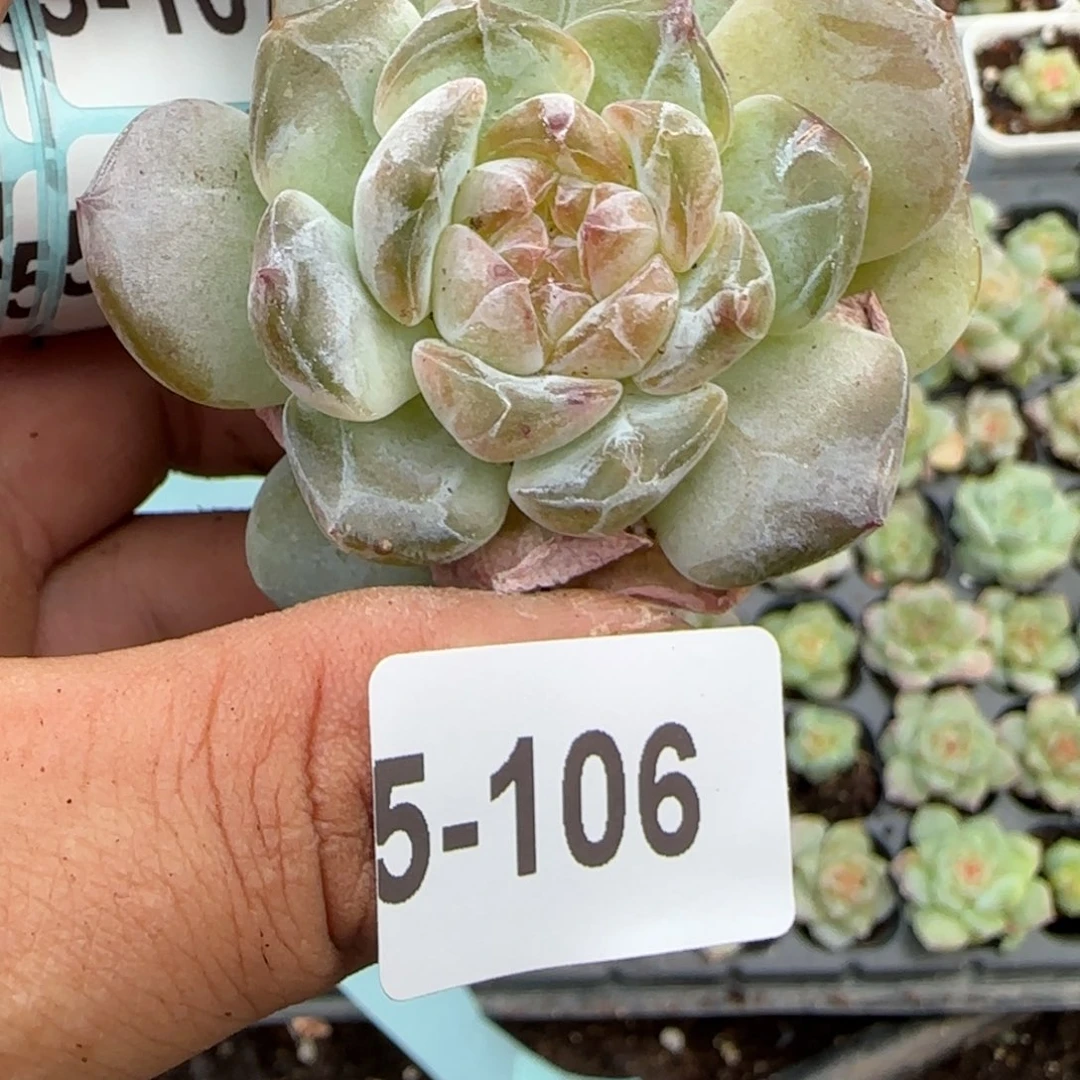 小卡拉米糖心一物一拍