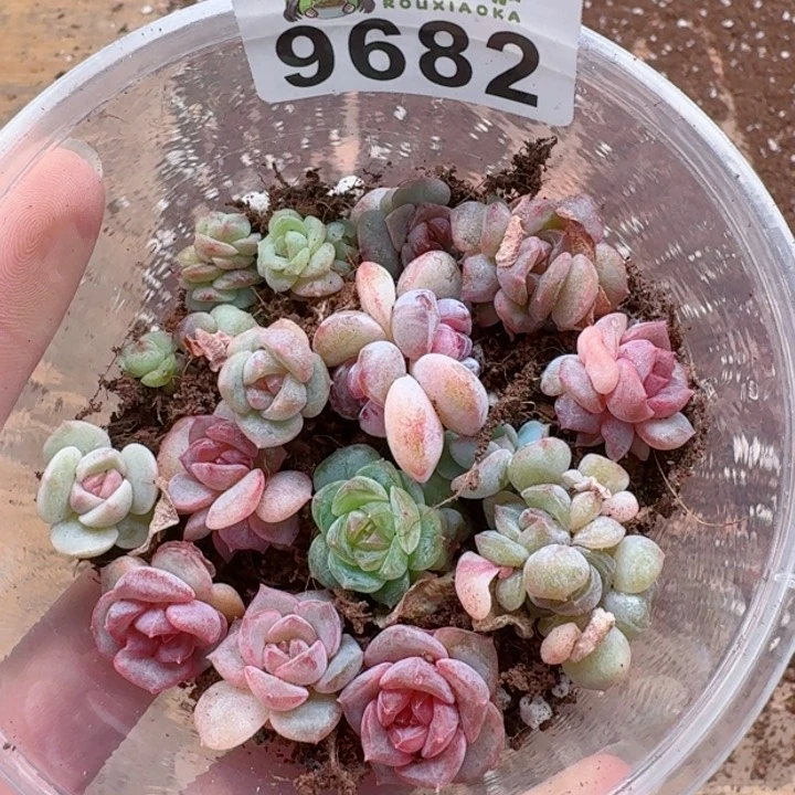 多肉植物多肉植物