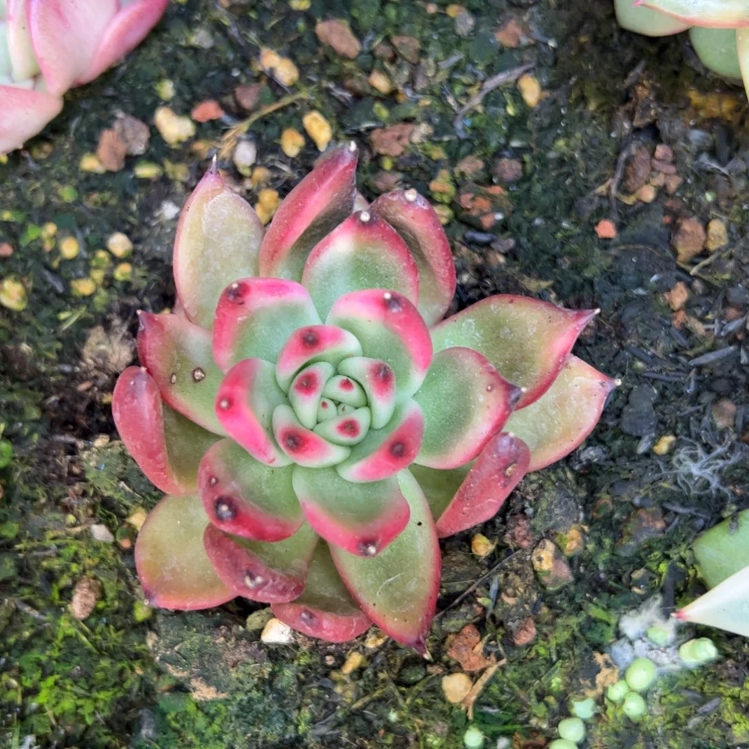 闲***影多肉植物，多肉植物