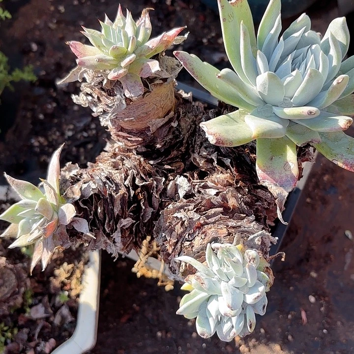 仙女杯多肉植物盆栽