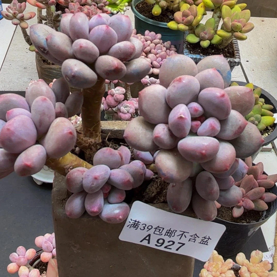 927仙子奶酪8cm多肉植物