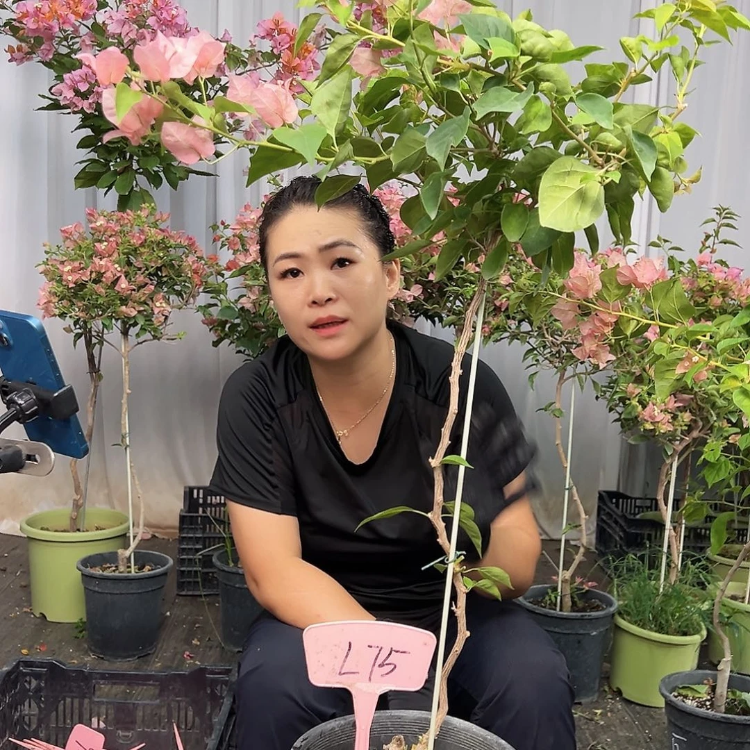 晨***启当前无花栽培后可以开花L75日落