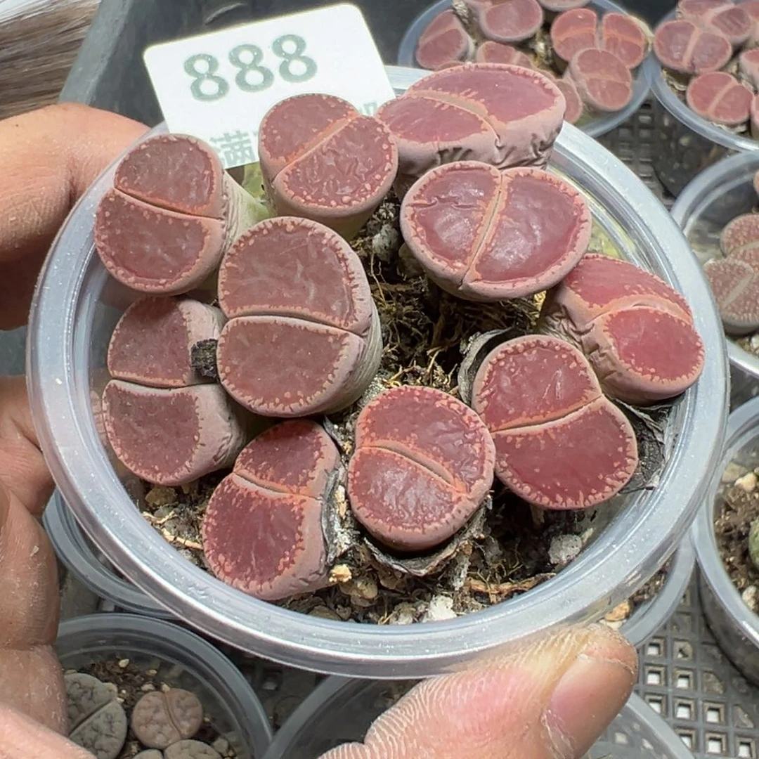 【闪购商品】 888。