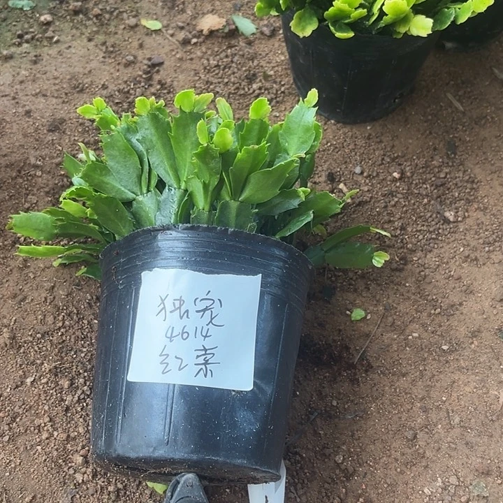 当前无花栽培后可以开花独****6