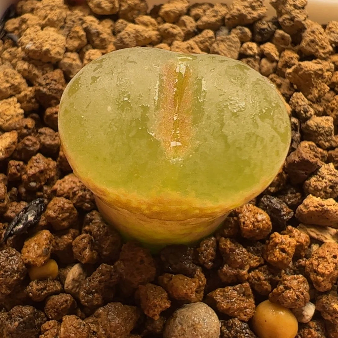 粉女母本多肉植物百科