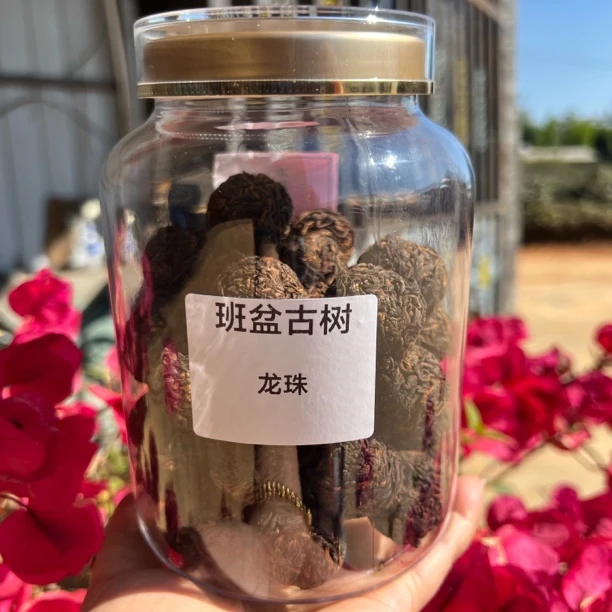 2022年班盆古树熟茶龙珠25—50颗