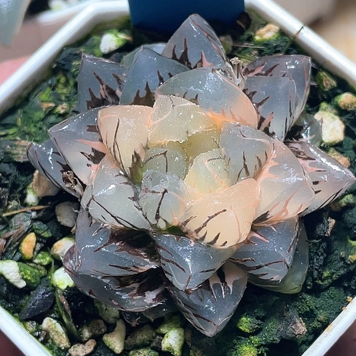 675水中月一物一拍
