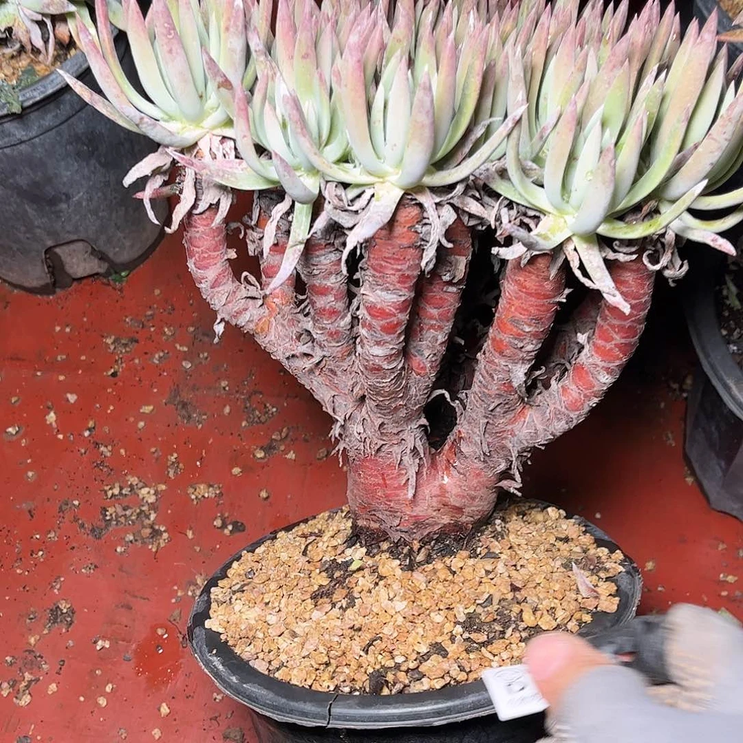 2445白鹭仙女杯多肉