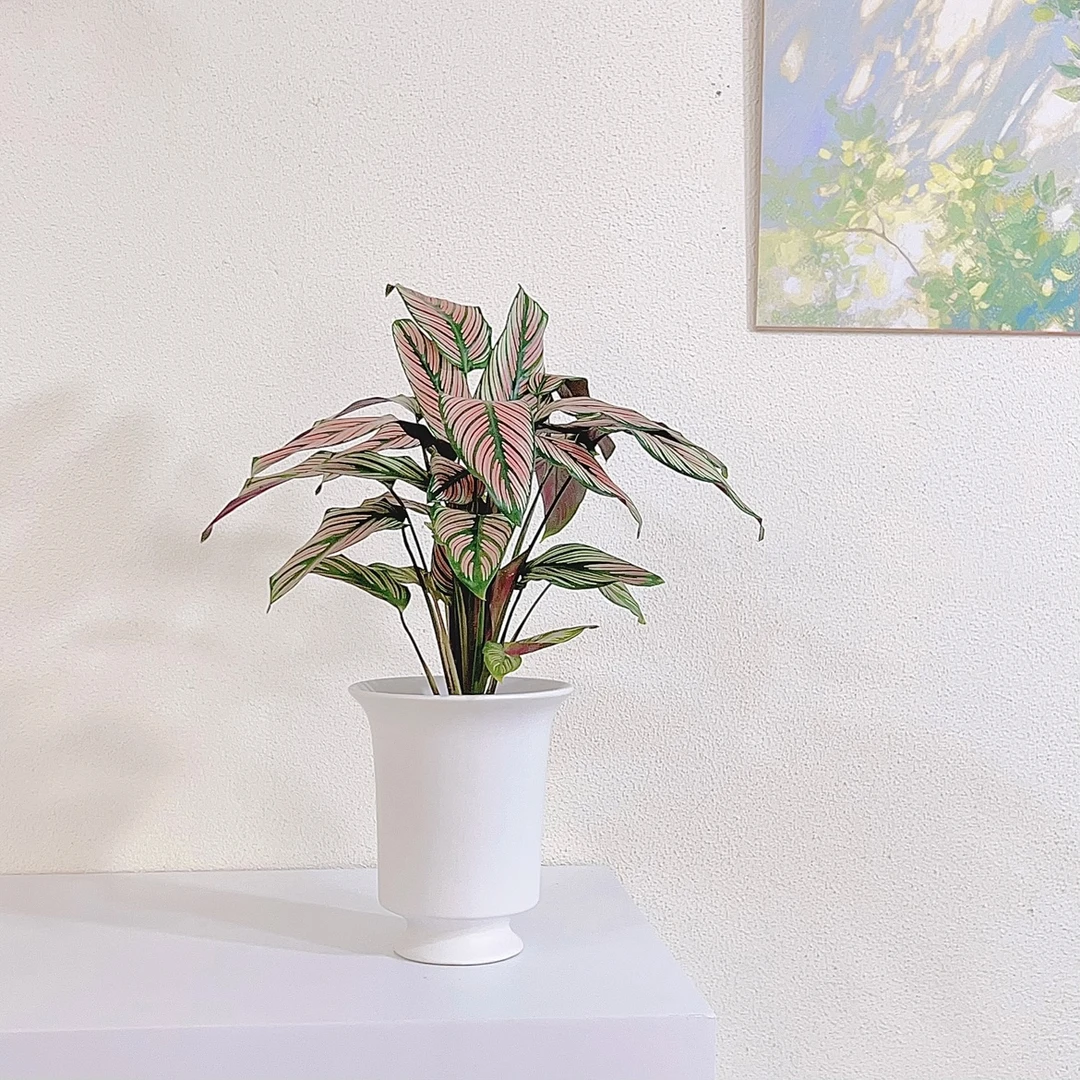 粉双线竹芋彩叶稀有品种好养北欧网红室内四季净化空气绿植盆栽