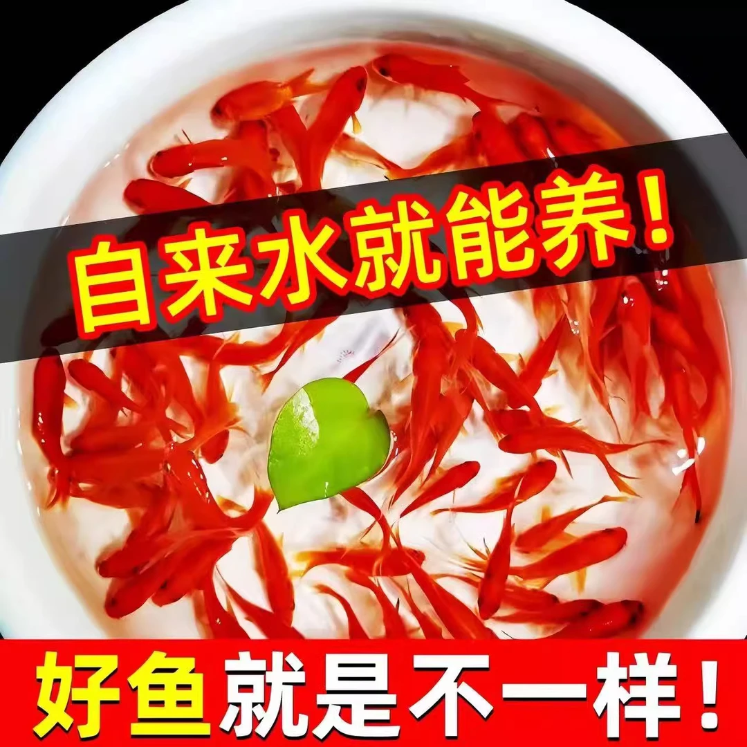 红草金兰花草金淡水观赏鱼好养耐活红锦鲫黄金锦鲤活鱼冷水小金鱼