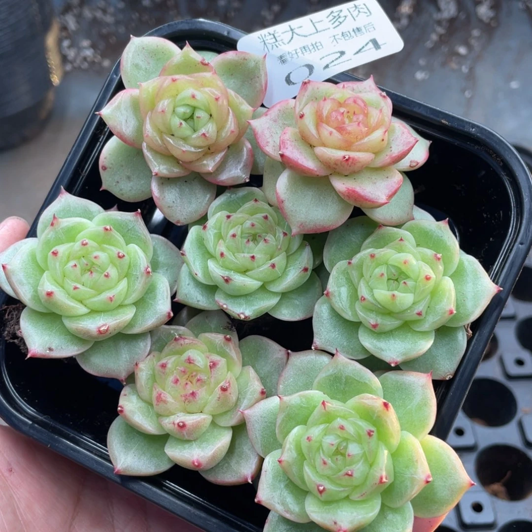 糕大上多肉植物24