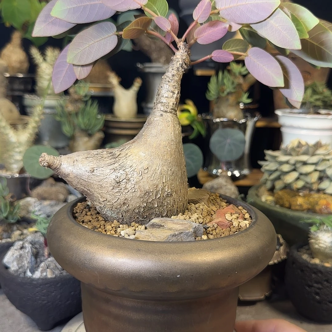 一物一拍奇异油柑380