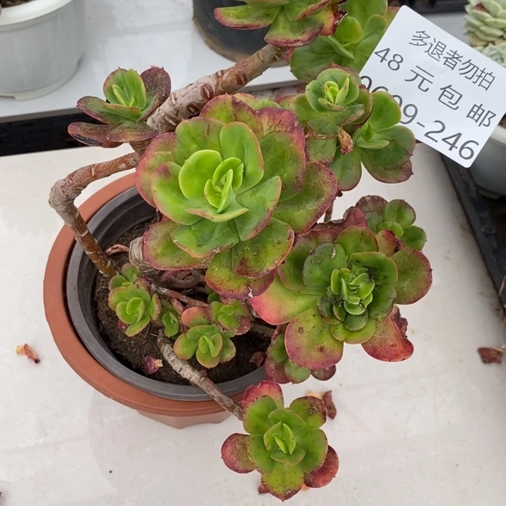 夏悦多肉0609-246红梅随风