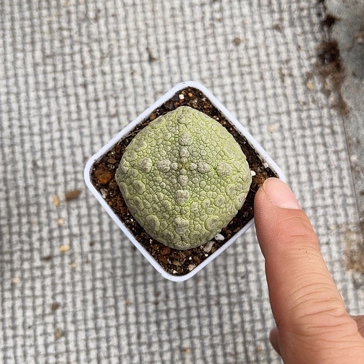 无花朵实生菱形凝蹄玉一物一拍