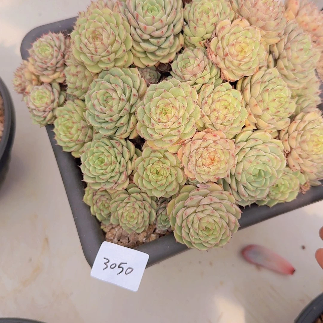 浅***光3050本吧多肉植物