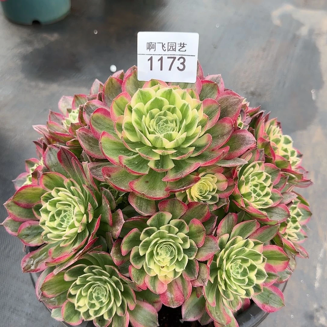 1173多肉 海仙法师福利