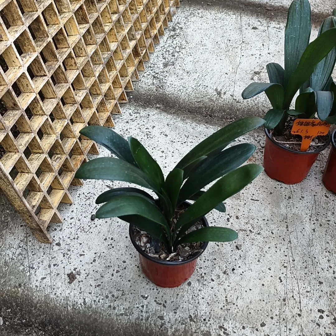 厚***物当前无花栽培后可以开花黑红重瓣三棵特惠