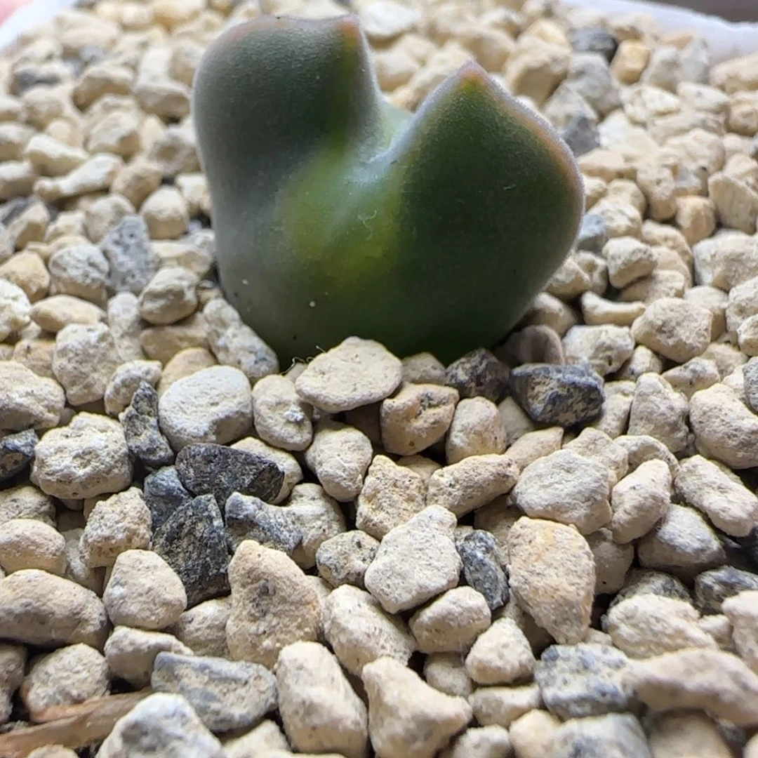 多肉TS大眼睛33号