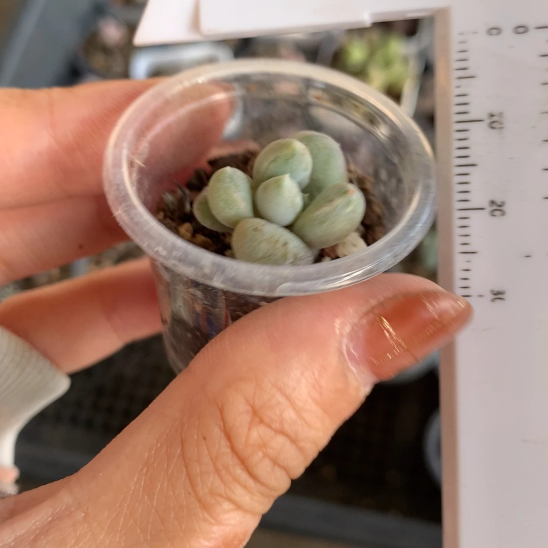 奶酪多肉 奶油尖尖